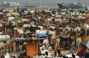 Foolproof security to be provided to cattle markets, traders, buyers: Bilal Siddique Kamyana 2 IMG 20260518 WA2334