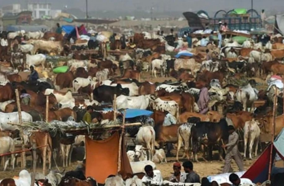Foolproof security to be provided to cattle markets, traders, buyers: Bilal Siddique Kamyana 5 IMG 20260518 WA2334