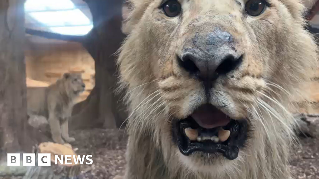 Wingham Wildlife Park welcomes three male Asiatic lions 4 Wingham Wildlife Park welcomes three male Asiatic lions