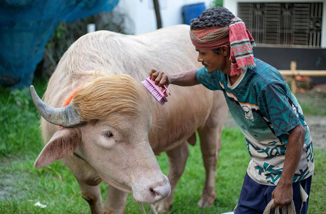 Bangladesh: Sacrifice of Rare Albino Buffalo Named 'Donald Trump' Halted on Government Orders 43 bhains 2805 d