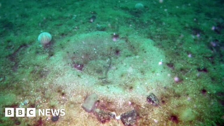 Protected seabed damaged by fishing is showing signs of recovery