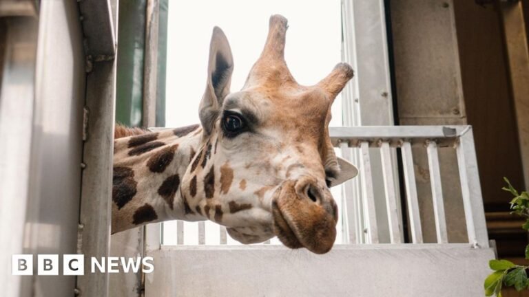 Longleat welcomes new Nubian giraffe to help save species
