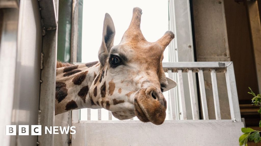 Longleat welcomes new Nubian giraffe to help save species 13 Longleat welcomes new Nubian giraffe to help save species