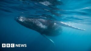 Whale graveyard dating back five million years discovered 1 Whale graveyard dating back five million years discovered
