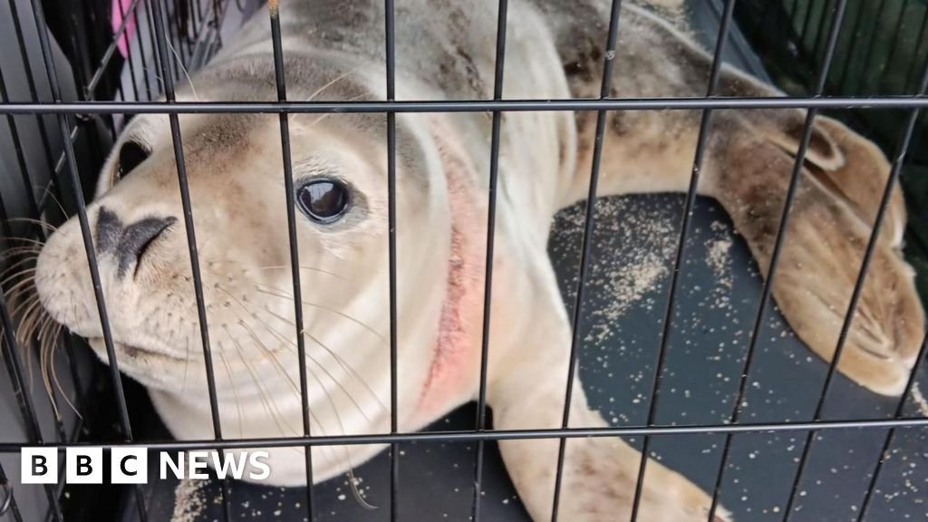 The fight to end seals, dolphins and whales dying in fishing nets 14 The fight to end seals, dolphins and whales dying in fishing nets