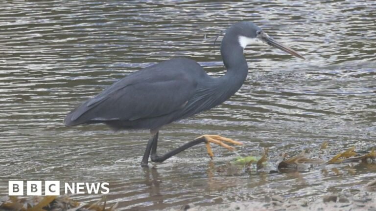 Hundreds of bird lovers flock to Caernarfon to see Western reef heron