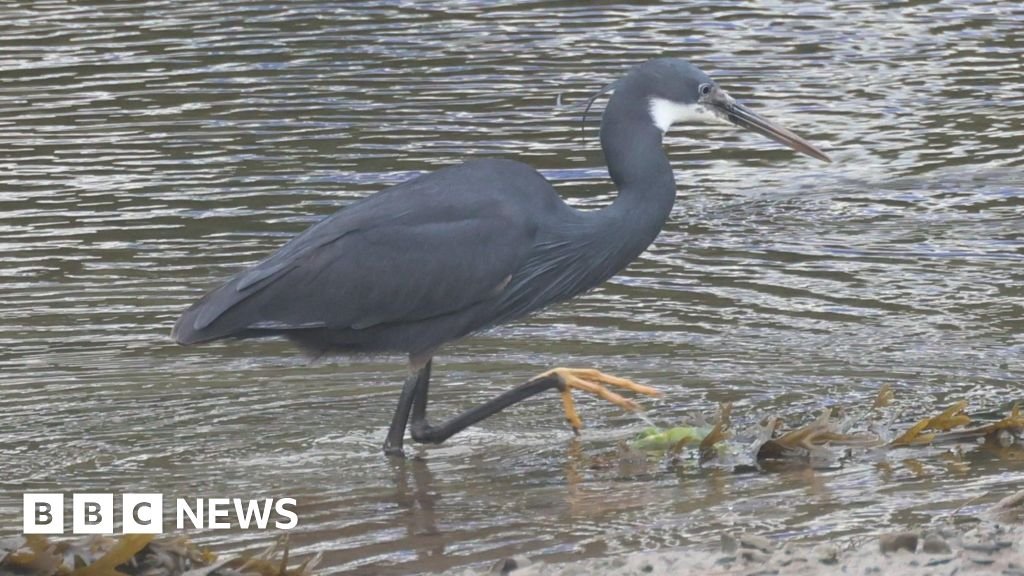 Hundreds of bird lovers flock to Caernarfon to see Western reef heron 15 Hundreds of bird lovers flock to Caernarfon to see Western reef heron