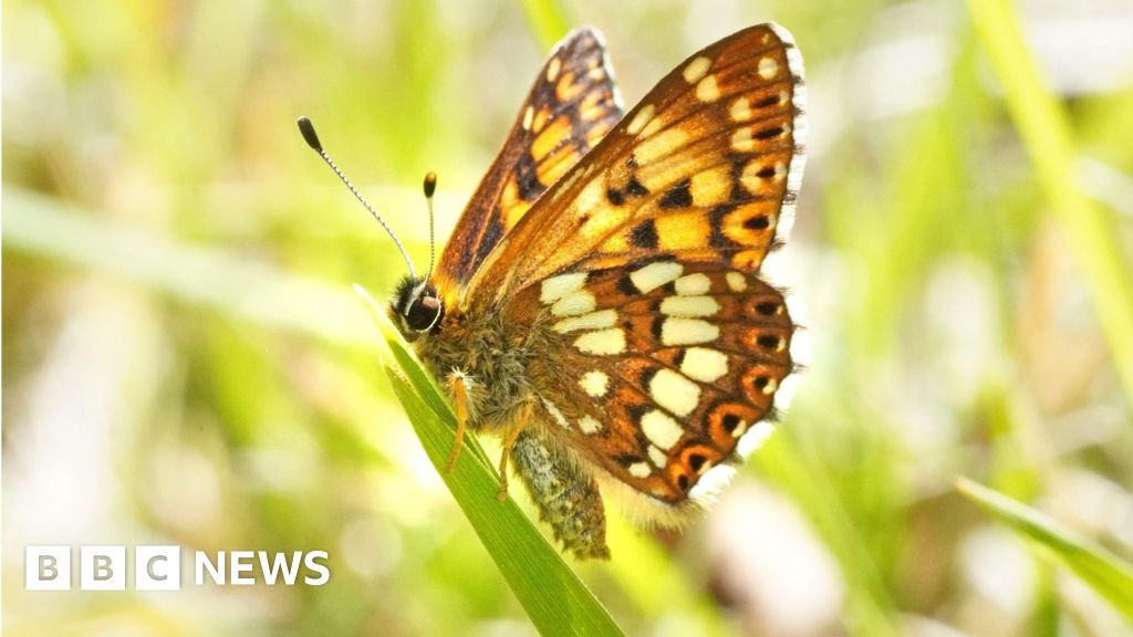 Rare butterfly population increases by 9000% in Kent in 20 years 15 Rare butterfly population increases by 9000% in Kent in 20 years