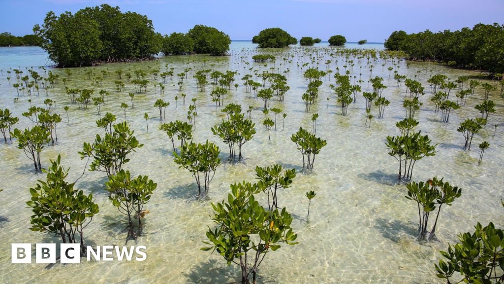 Mangrove forests are healing after decades of human destruction 14 Mangrove forests are healing after decades of human destruction