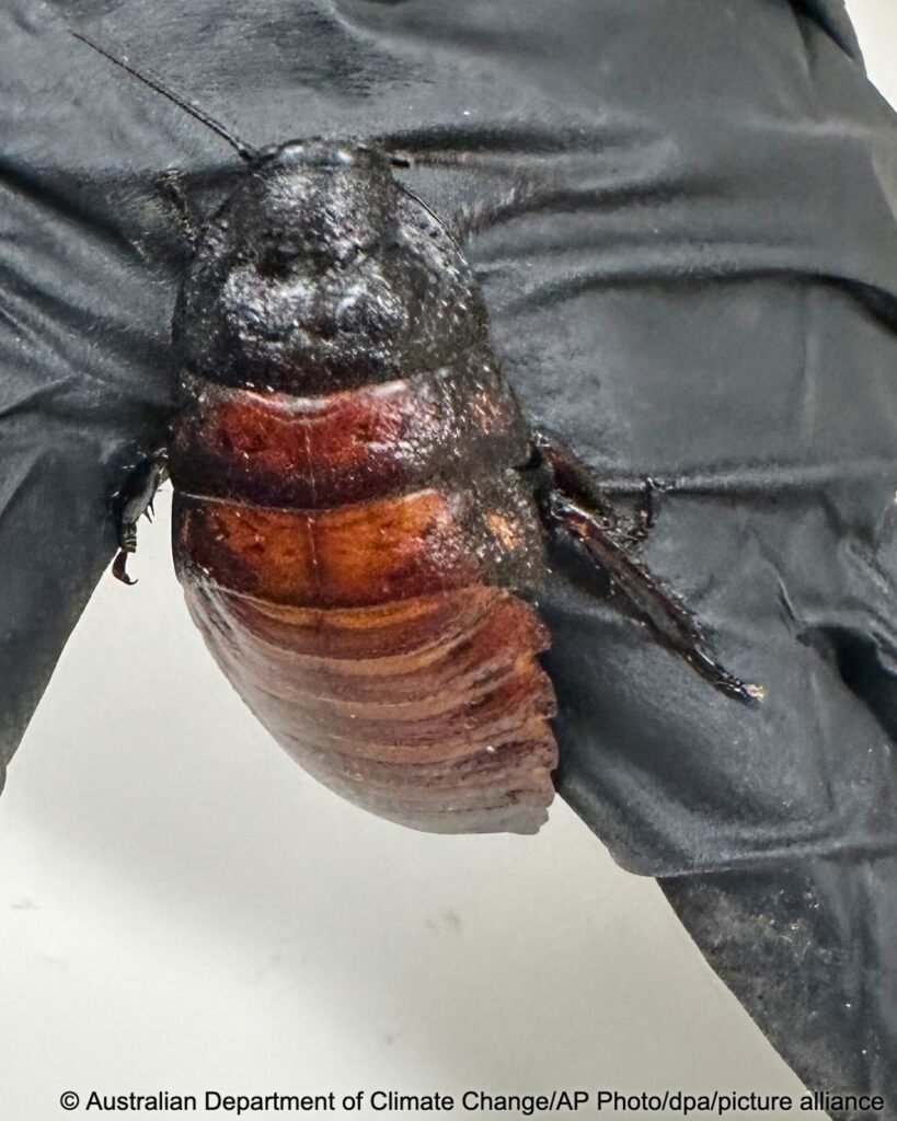 Australia Smashes Records with Seizure of 100,000 Live Smuggled Cockroaches 3 IMG 20260605 WA1126