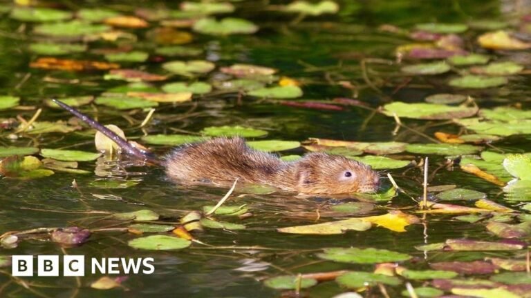 Water voles brought back to River Wey in Farnham after 20 years