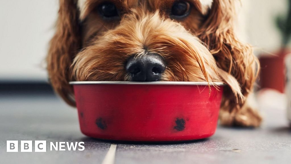 Microplastics in over 75% of pet food, study finds 13 Microplastics in over 75% of pet food, study finds