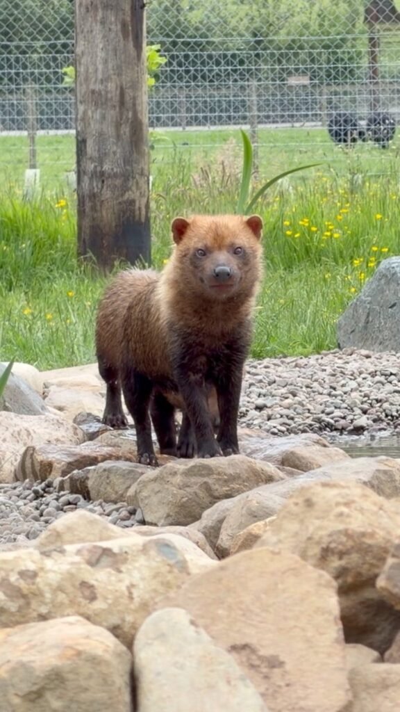 Lake District Wildlife Park welcomes mischievous bush dogs 13 Lake District Wildlife Park welcomes mischievous bush dogs