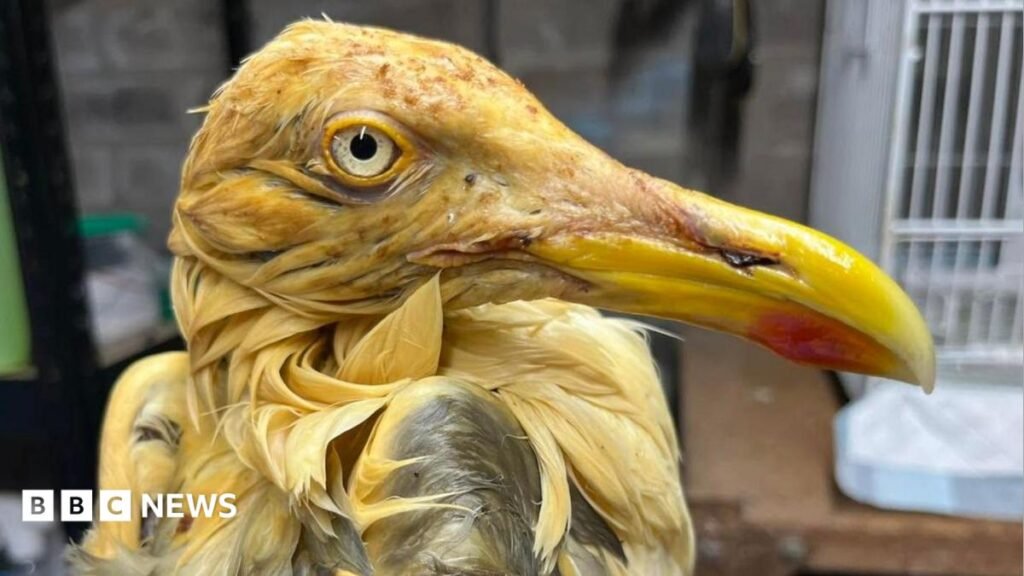 Alarm after herring gulls found covered in oil in Peel 3 Alarm after herring gulls found covered in oil in Peel