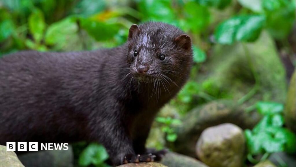 Kent project aims to cut invasive mink numbers by 90% 14 Kent project aims to cut invasive mink numbers by 90%