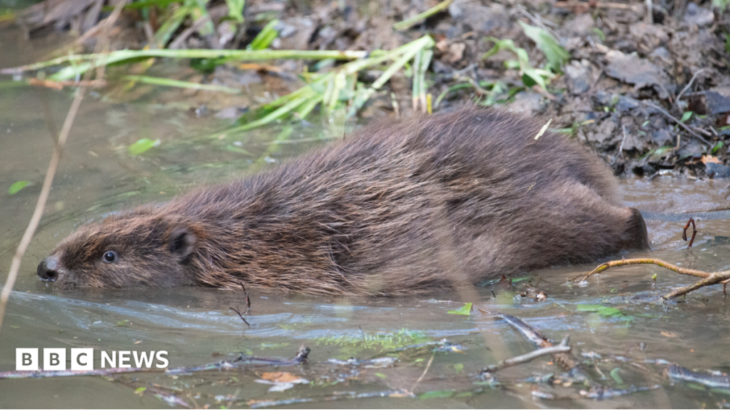 Three baby beavers born at Worcestershires Wyre Forest 14 Three baby beavers born at Worcestershire's Wyre Forest