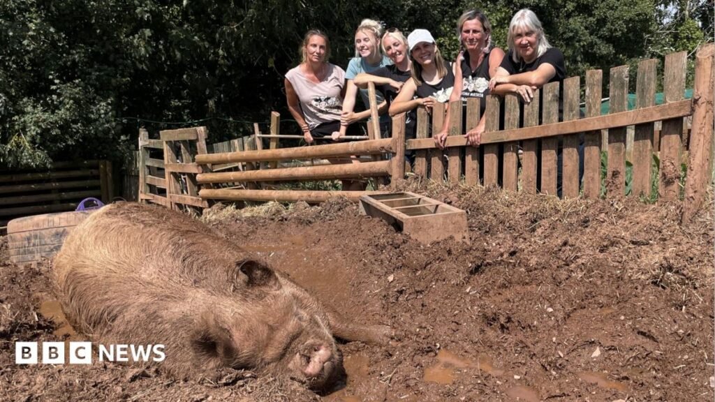 Animal sanctuary facing closure due to hot weather 22 Animal sanctuary facing closure due to hot weather