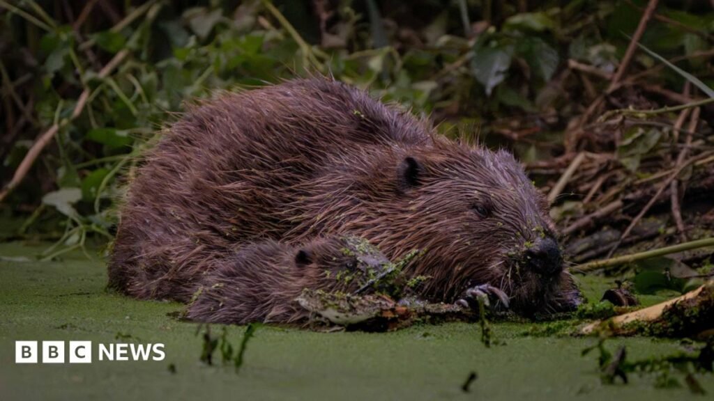 How Ealings beavers are tackling flooding 3 How Ealing's beavers are tackling flooding