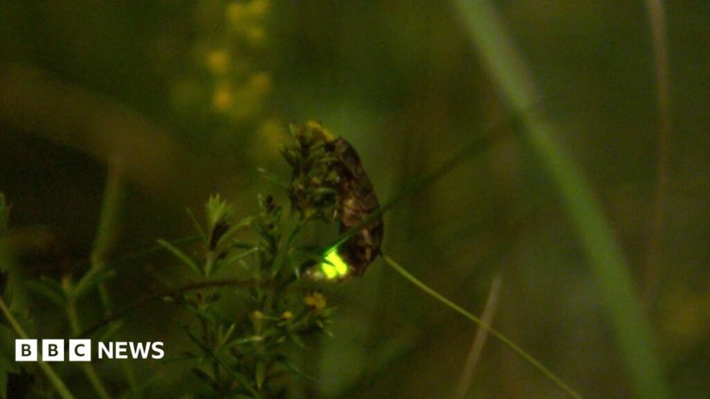 How Benfield Hill Nature Reserve helps glow worm population 14 How Benfield Hill Nature Reserve helps glow worm population