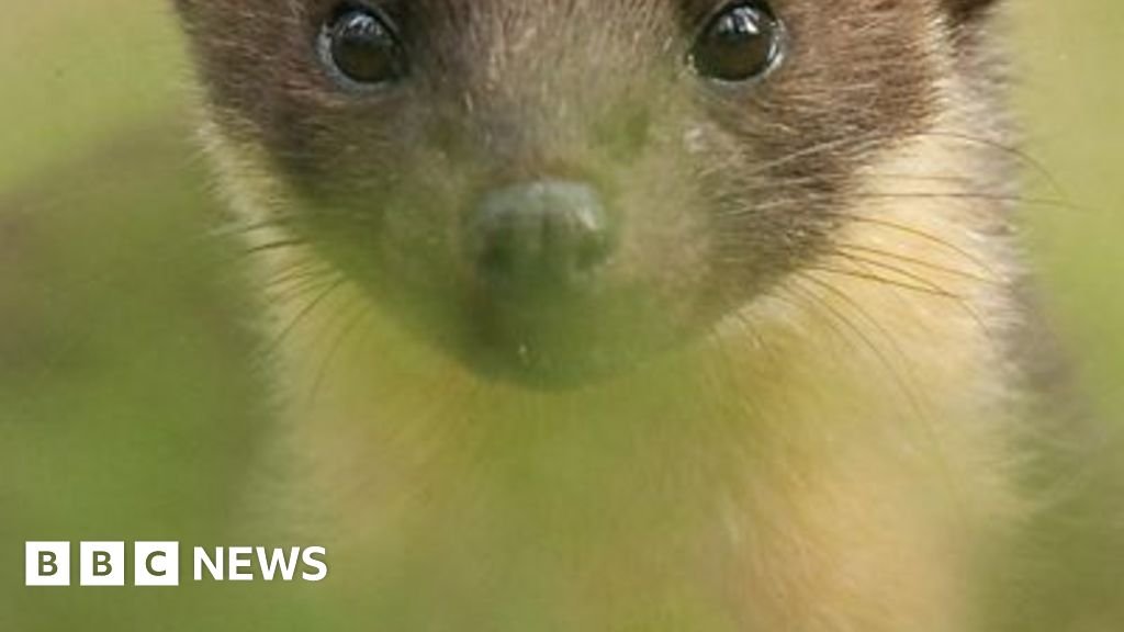 Somerset pine marten kits born on Exmoor for first time in 100 years 11 Somerset pine marten kits born on Exmoor for first time in 100 years