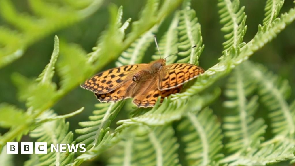 Bridgend: How volunteers help one of Britains rarest butterflies 15 Bridgend: How volunteers help one of Britain's rarest butterflies