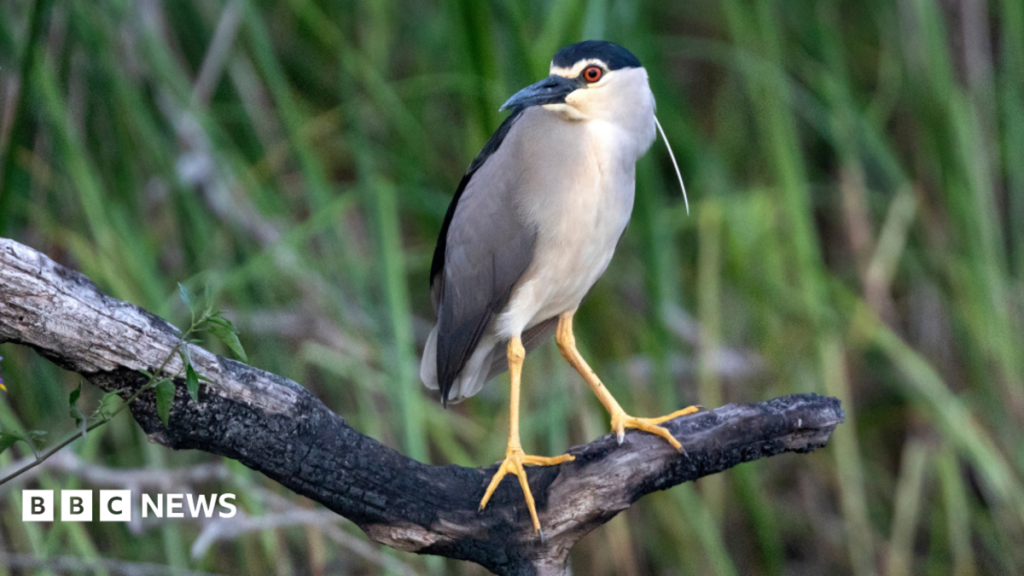 Rare night heron spotted at Holnicote estate in Somerset 36 Rare night heron spotted at Holnicote estate in Somerset
