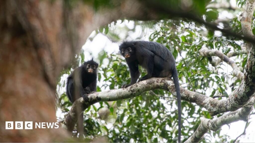 New monkey species with orange lips found hiding in DRC forest 20 New monkey species with orange lips found 'hiding' in DRC forest