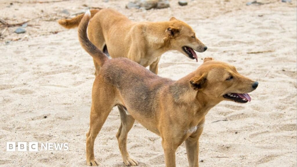 Hossana residents forced to kill their own dogs after Ethiopia rabies deaths 3 Hossana residents forced to kill their own dogs after Ethiopia rabies deaths