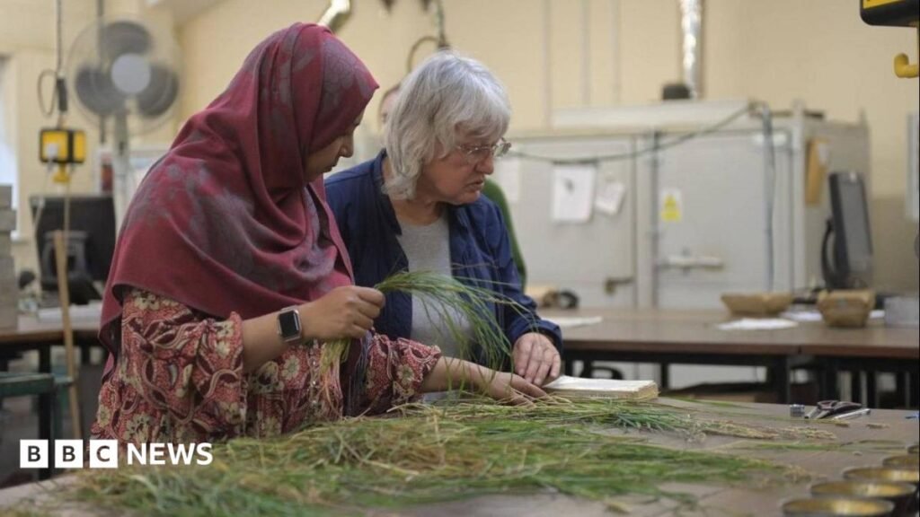 Why scientists watched grass grow in Harpenden for 170 years 15 Why scientists watched grass grow in Harpenden for 170 years