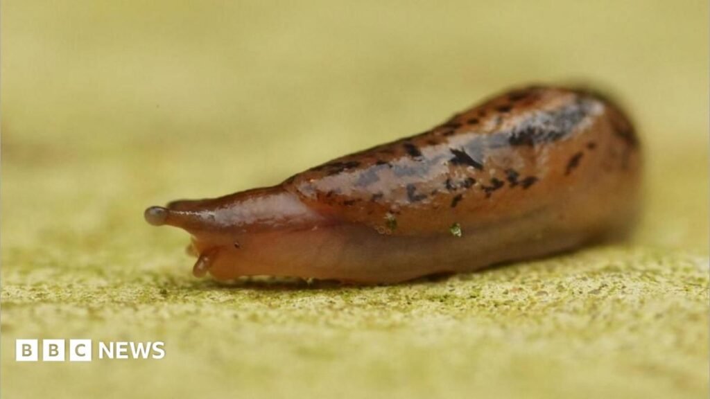 Shropshire slug sleuths on the trail of gorging gastropods 14 Shropshire slug sleuths on the trail of gorging gastropods