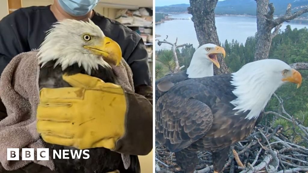 Where is Jackie? Beloved live cam eagle in critical condition 4 Where is Jackie? Beloved live cam eagle in critical condition
