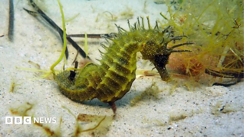Legal warning after increase in seahorse disturbance 15 Legal warning after increase in seahorse disturbance