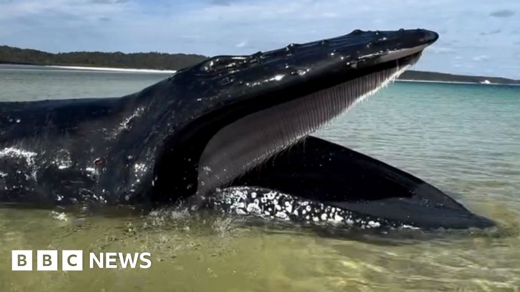 Young girl finds whale stranded on Australian beach 34 Young girl finds whale stranded on Australian beach