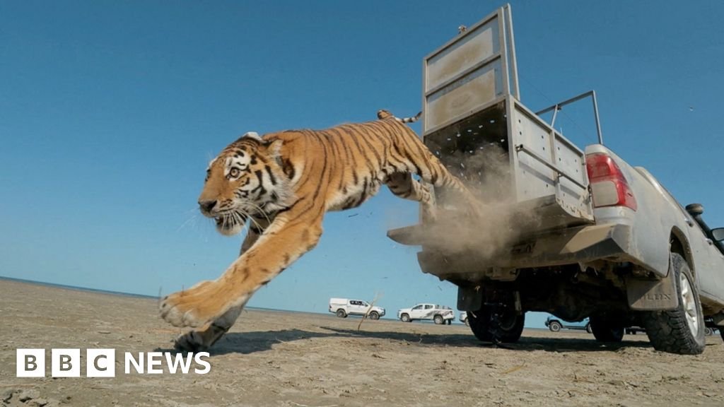 Moment first rare tiger in 70 years released in Kazakhstan 6 Moment first rare tiger in 70 years released in Kazakhstan