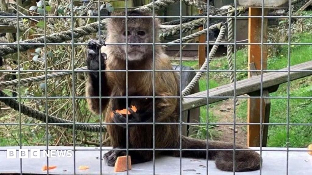 Cornwall monkey sanctuary closes after more than 60 years 14 Cornwall monkey sanctuary closes after more than 60 years