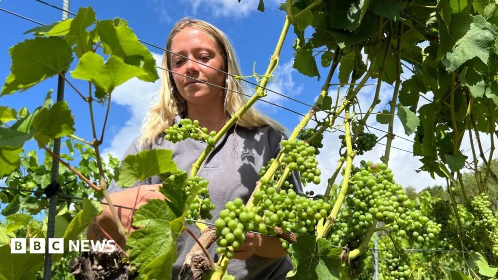 English winemakers prosper but veg farms wilt in the drought 26 English winemakers prosper but veg farms wilt in the drought