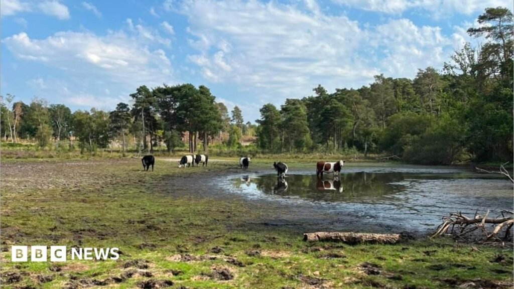 Pond Farm on Wisley Common at lowest level for 17 years 13 Pond Farm on Wisley Common at "lowest level" for 17 years