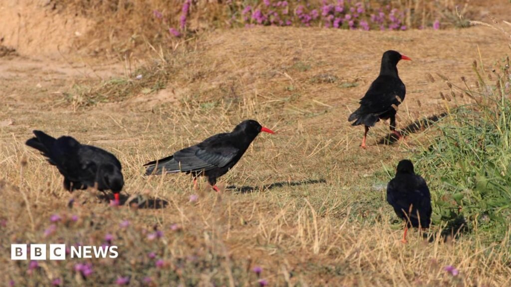 RSPB reports record-breaking Cornish chough numbers 15 RSPB reports record-breaking Cornish chough numbers