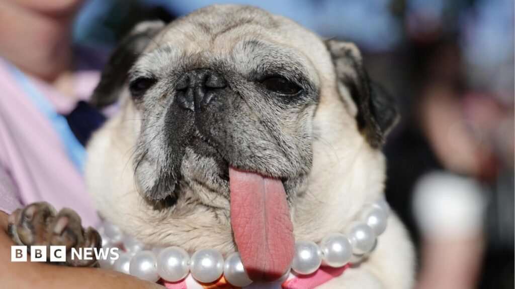 Worlds Ugliest Dog contest crowns 2026 winner 23 World's Ugliest Dog contest crowns 2026 winner