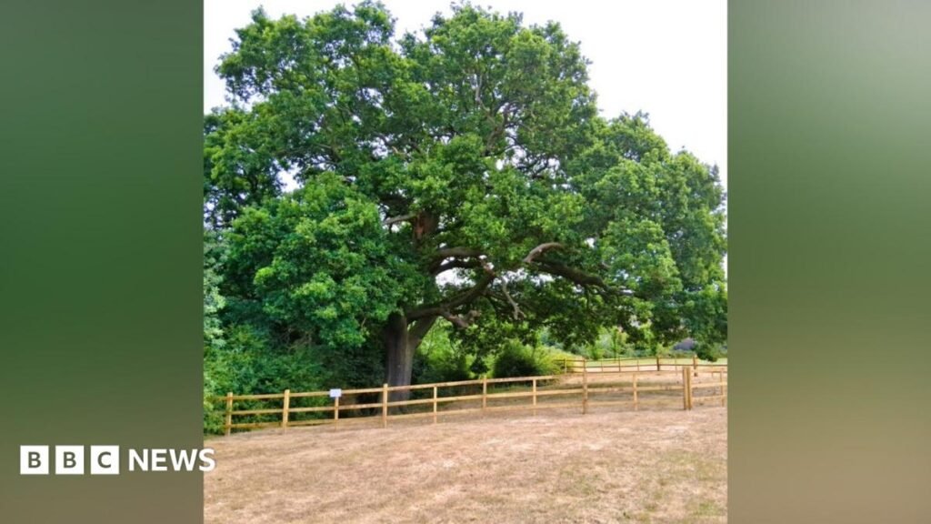 Measures in place to protect historic oak tree near Grantham 14 Measures in place to protect historic oak tree near Grantham