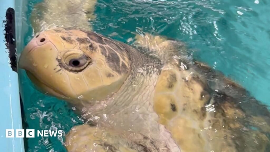 Rare turtle Rhossi lands in Houston after leaving Wales 13 Rare turtle Rhossi lands in Houston after leaving Wales