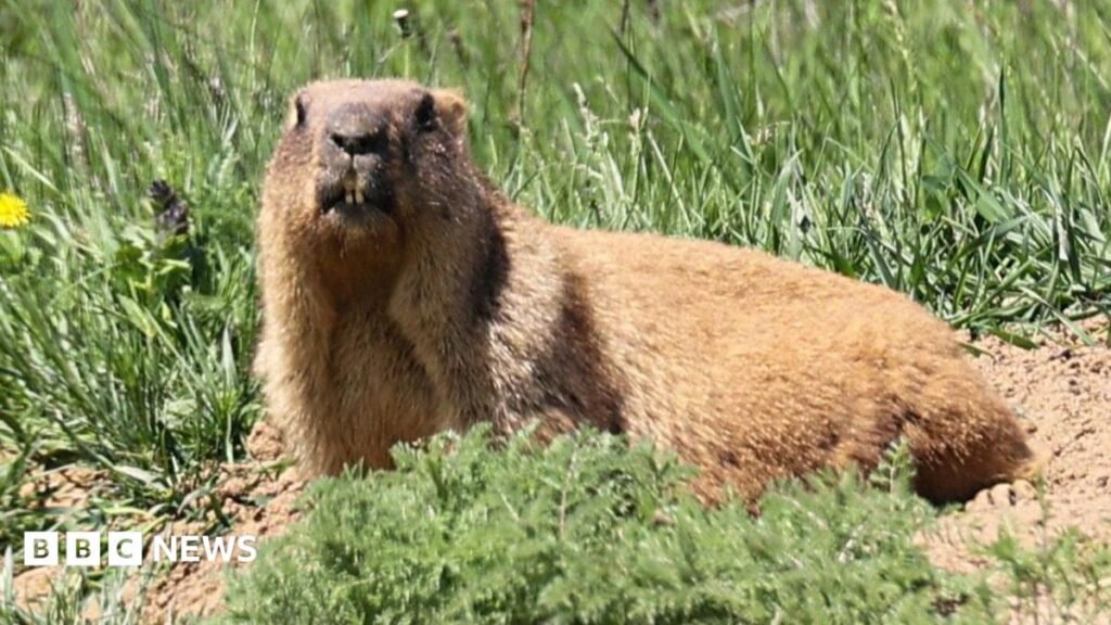 Marmots facing money troubles turn to OnlyFans 3 Marmots facing money troubles turn to OnlyFans