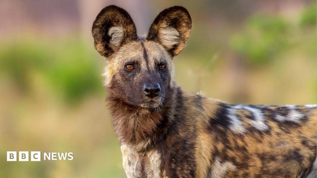 Wild dogs defy the odds with record 2,500-mile trek across Africa 3 Wild dogs defy the odds with record 2,500-mile trek across Africa