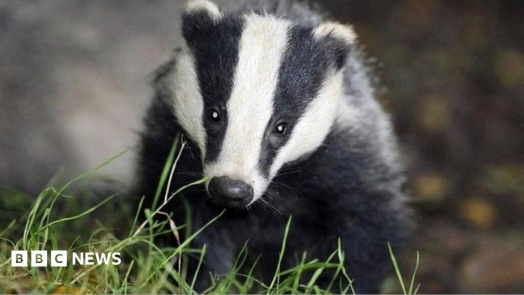 Bovine TB: Gaps in evidence about impact of vaccinating badgers 14 Bovine TB: Gaps in evidence about impact of vaccinating badgers
