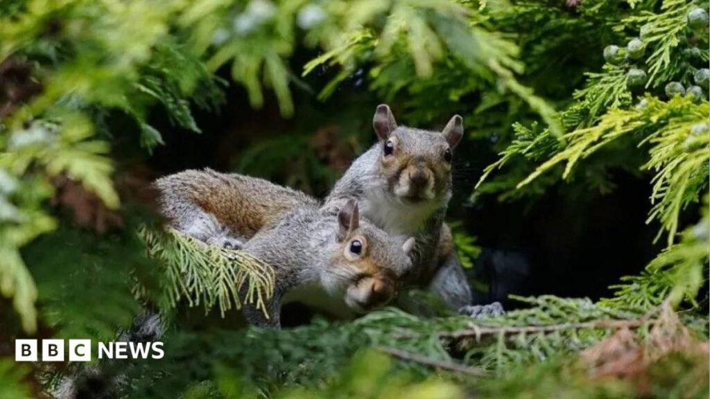 When did grey squirrels start posing a threat to reds in the UK? 3 When did grey squirrels start posing a threat to reds in the UK?