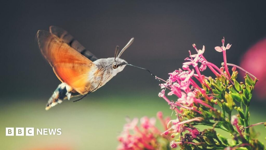 Hummingbird hawk moths and ivy bees: The insects growing in number as temperatures rise 3 Hummingbird hawk moths and ivy bees: The insects growing in number as temperatures rise