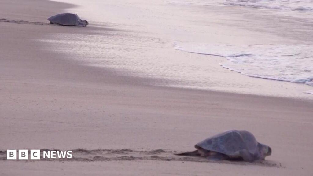 Mass nesting brings swarms of turtles to Mexican beach 4 Mass nesting brings swarms of turtles to Mexican beach