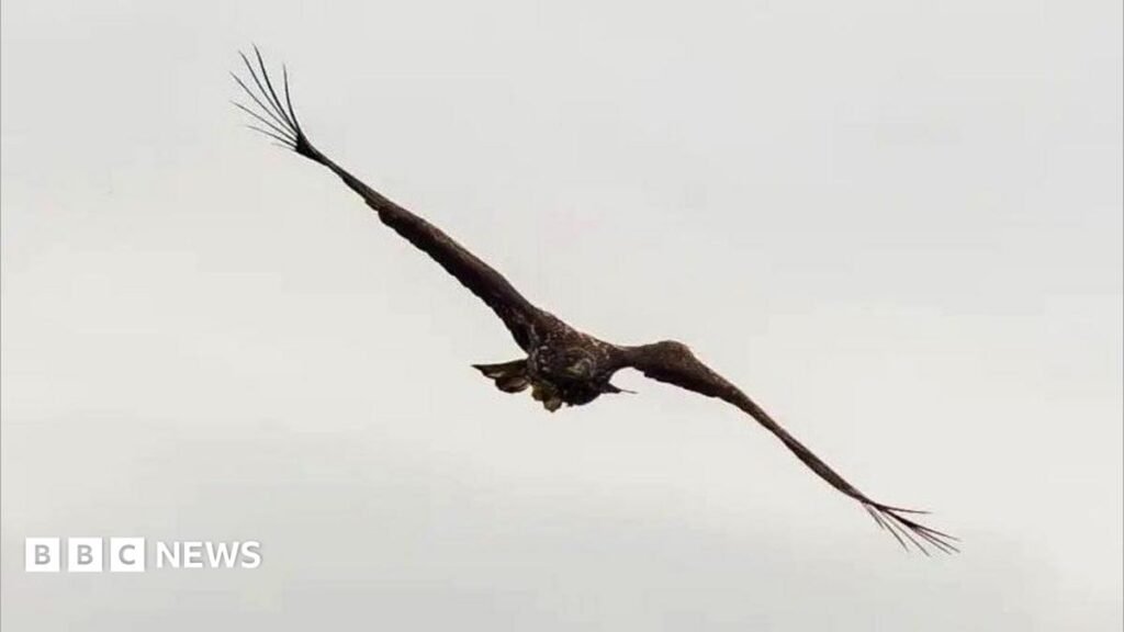 Miracle eagle with broken wing soars over Scottish coast 4 'Miracle' eagle with broken wing soars over Scottish coast