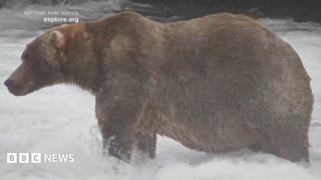 Watch: Meet Backpack, the chunky bear who won Fat Bear Week 13 Watch: Meet 'Backpack', the chunky bear who won Fat Bear Week