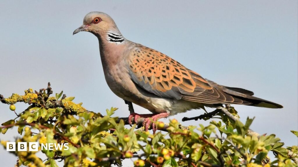 Turtle doves released in South Downs in bid to stop extinction 14 Turtle doves released in South Downs in bid to stop extinction